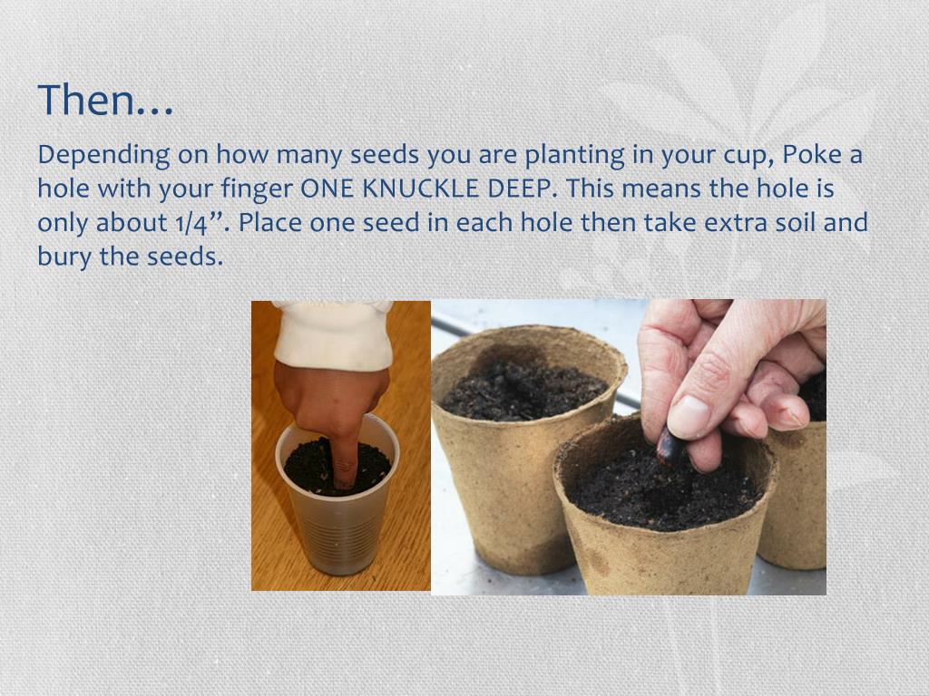 PPT How to plant a flower in a cup/pot PowerPoint Presentation, free