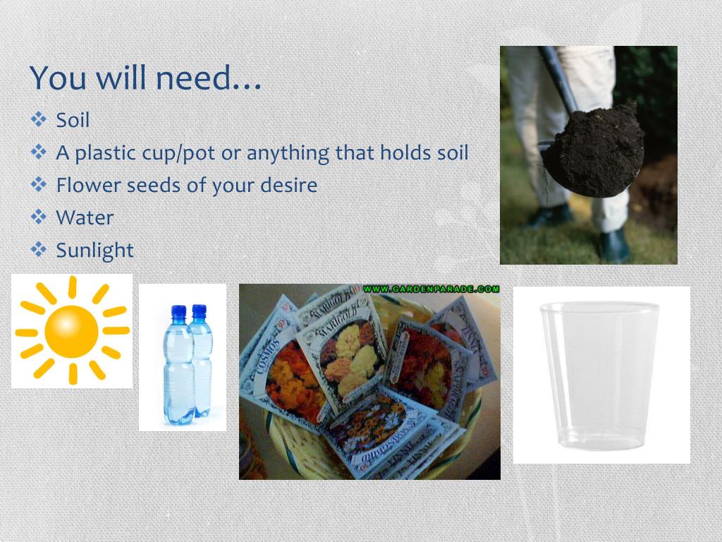 PPT How to plant a flower in a cup/pot PowerPoint Presentation, free