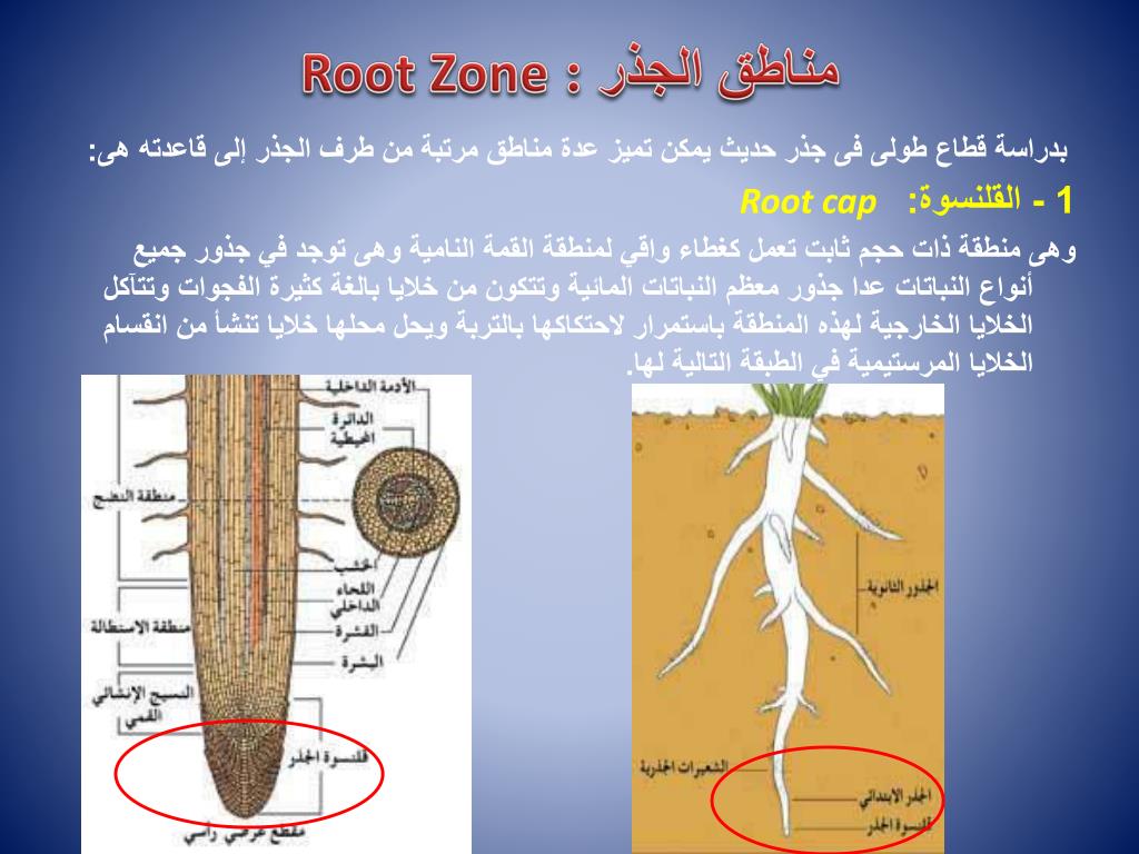 PPT الشكل الظاهري للنبات PowerPoint Presentation, free