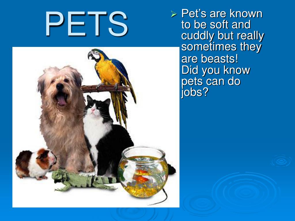 PPT PETS PowerPoint Presentation, free download ID3949388