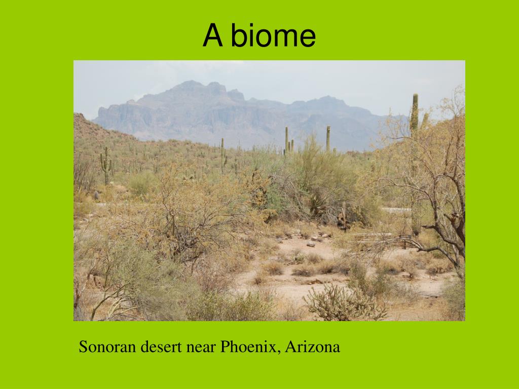 PPT Animal Ecology & Conservation PowerPoint Presentation, free