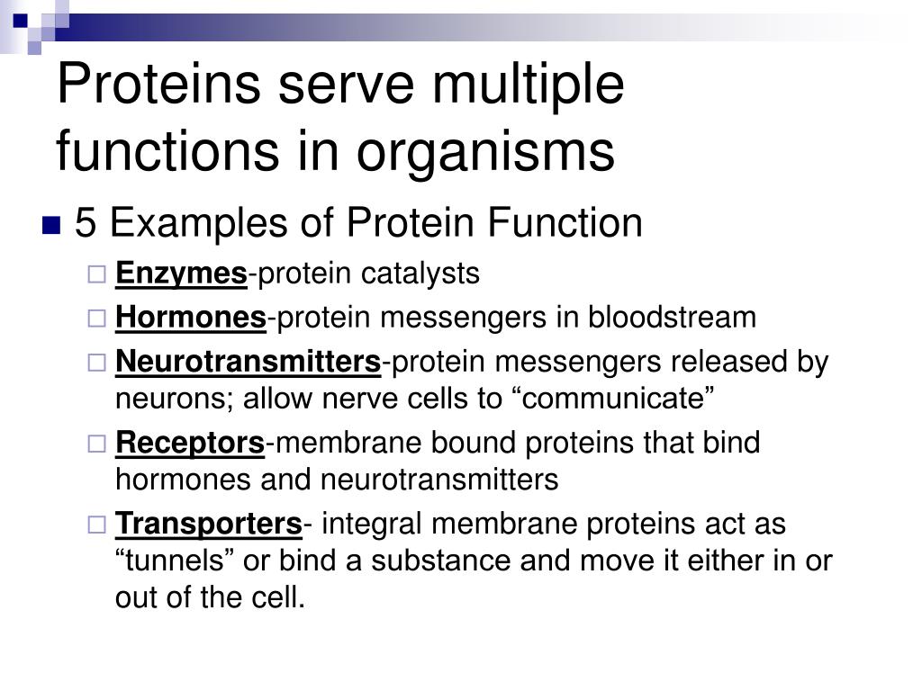 PPT Protein Structure & Intro to Protein Synthesis PowerPoint