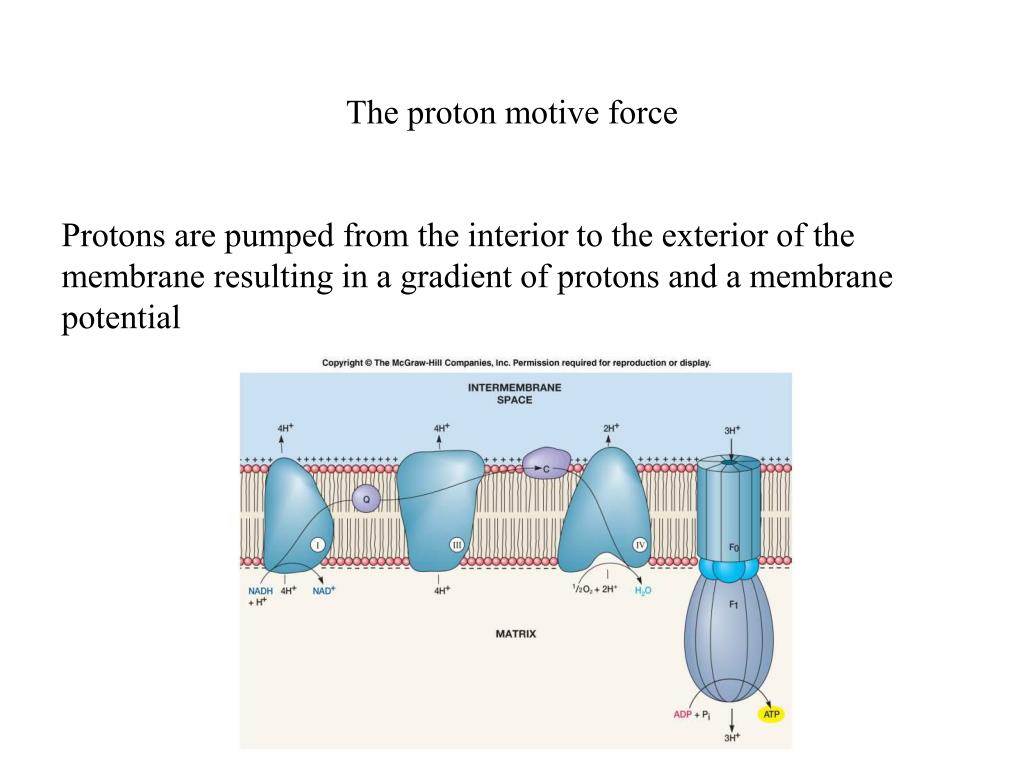 PPT Electron transport chains PowerPoint Presentation, free download