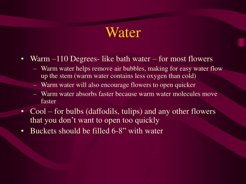 PPT Proper Cut Flower Conditioning PowerPoint Presentation, free