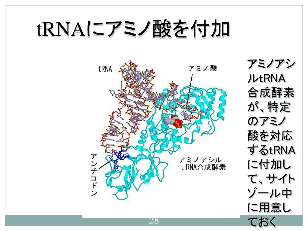アミノアシルtRNA合成酵素 Aminoacyl tRNA synthetase JapaneseClass.jp