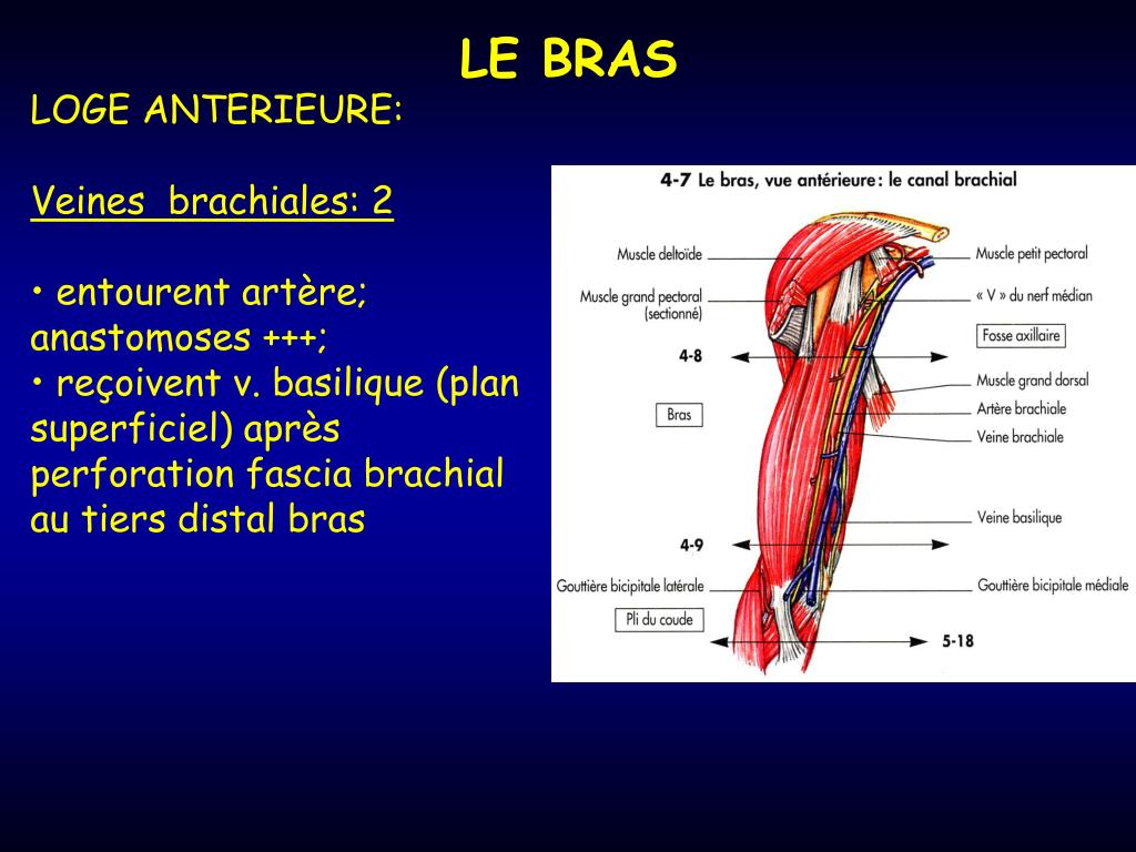 PPT LE BRAS PowerPoint Presentation, free download ID3963347