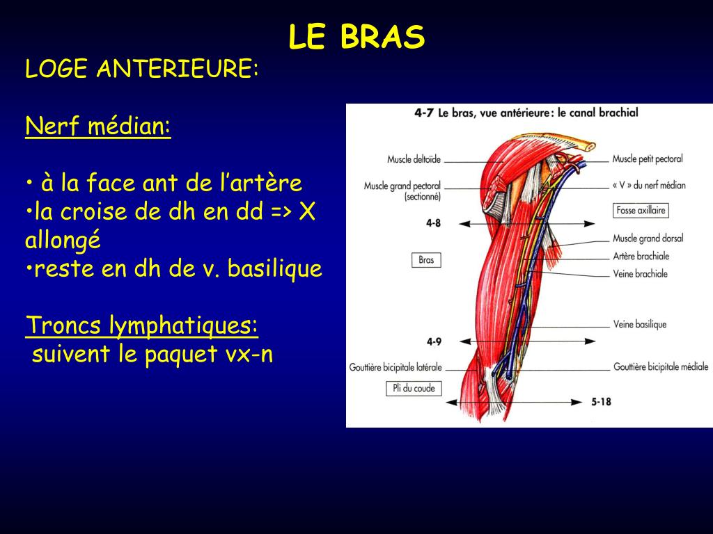 PPT LE BRAS PowerPoint Presentation, free download ID
