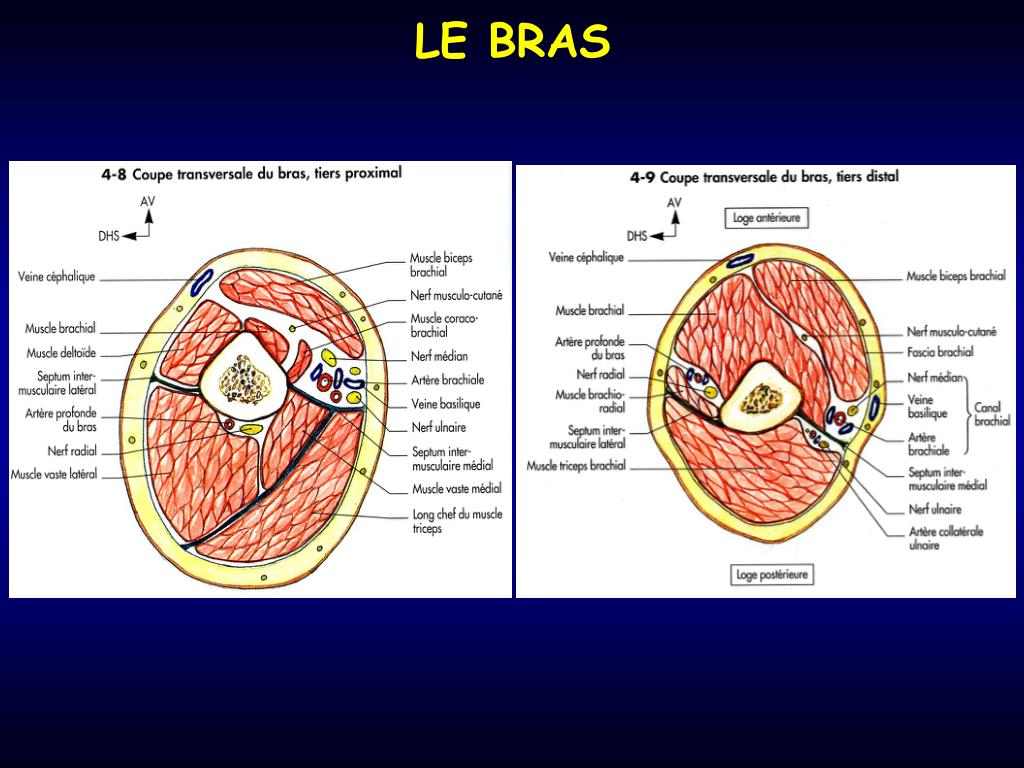 PPT LE BRAS PowerPoint Presentation, free download ID3963347