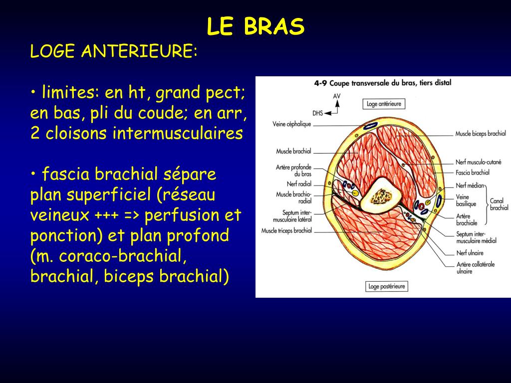 PPT LE BRAS PowerPoint Presentation, free download ID3963347