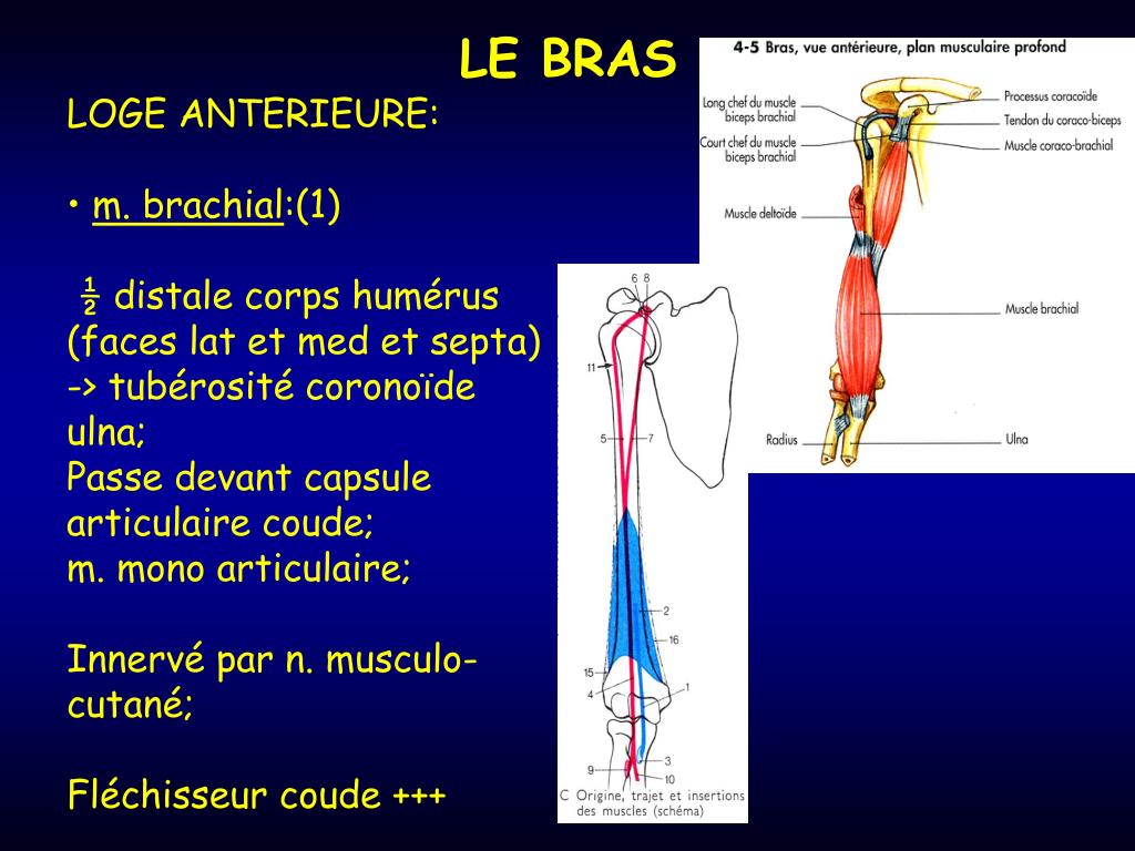 PPT LE BRAS PowerPoint Presentation, free download ID3963347