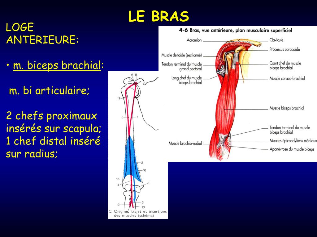 PPT LE BRAS PowerPoint Presentation, free download ID3963347