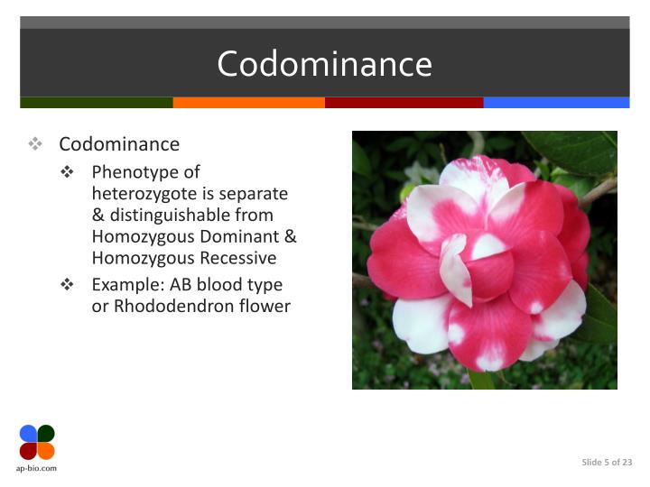 PPT Extensions of Mendelian PowerPoint Presentation ID3965206