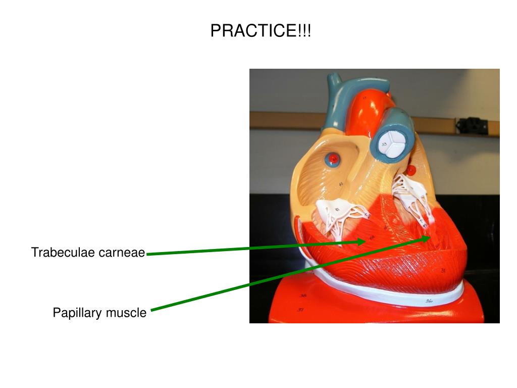 PPT Heart Models PowerPoint Presentation, free download ID3968638