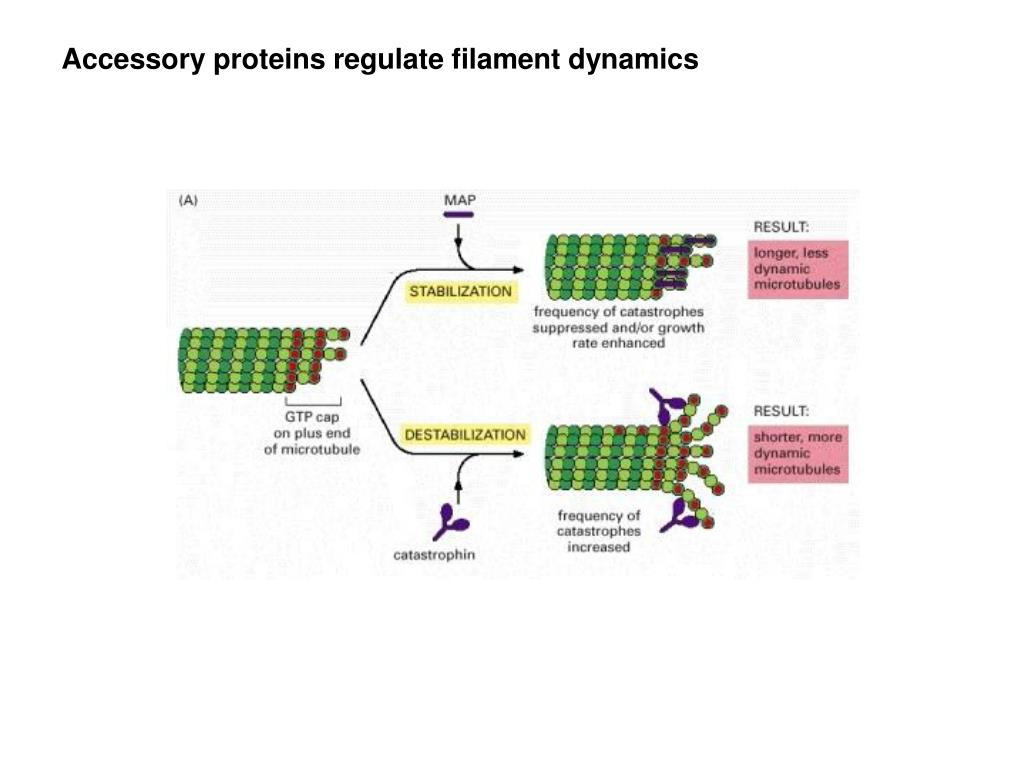 PPT MB 207 Molecular Cell Biology PowerPoint Presentation, free