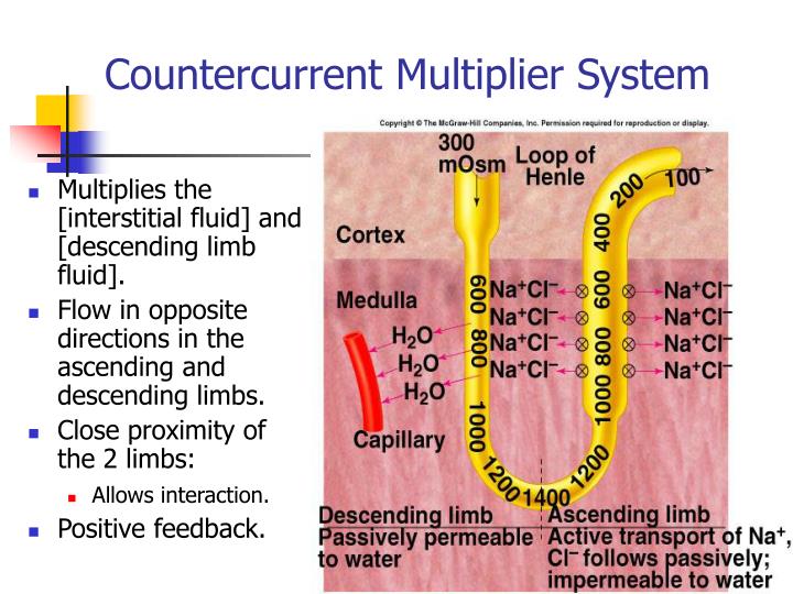 PPT Role of kidneys in supporting of homeostasis PowerPoint