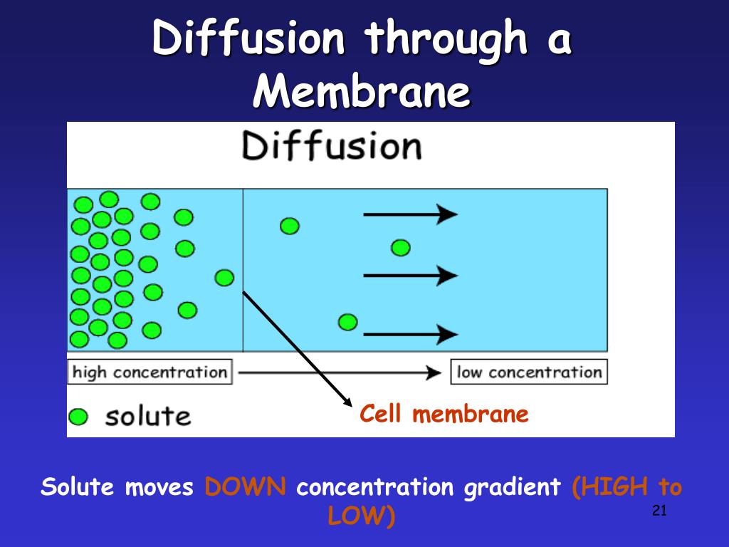 PPT The Plasma Membrane PowerPoint Presentation, free download ID
