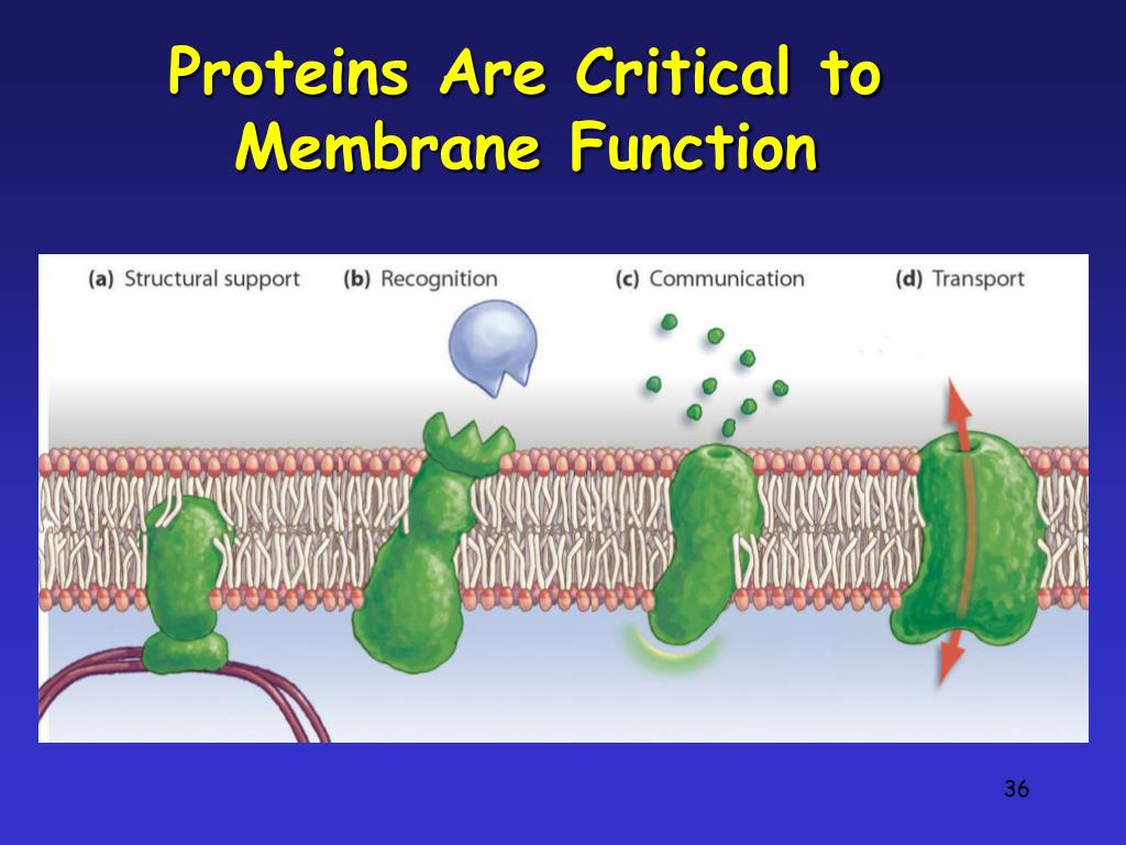 PPT The Plasma Membrane PowerPoint Presentation, free download ID