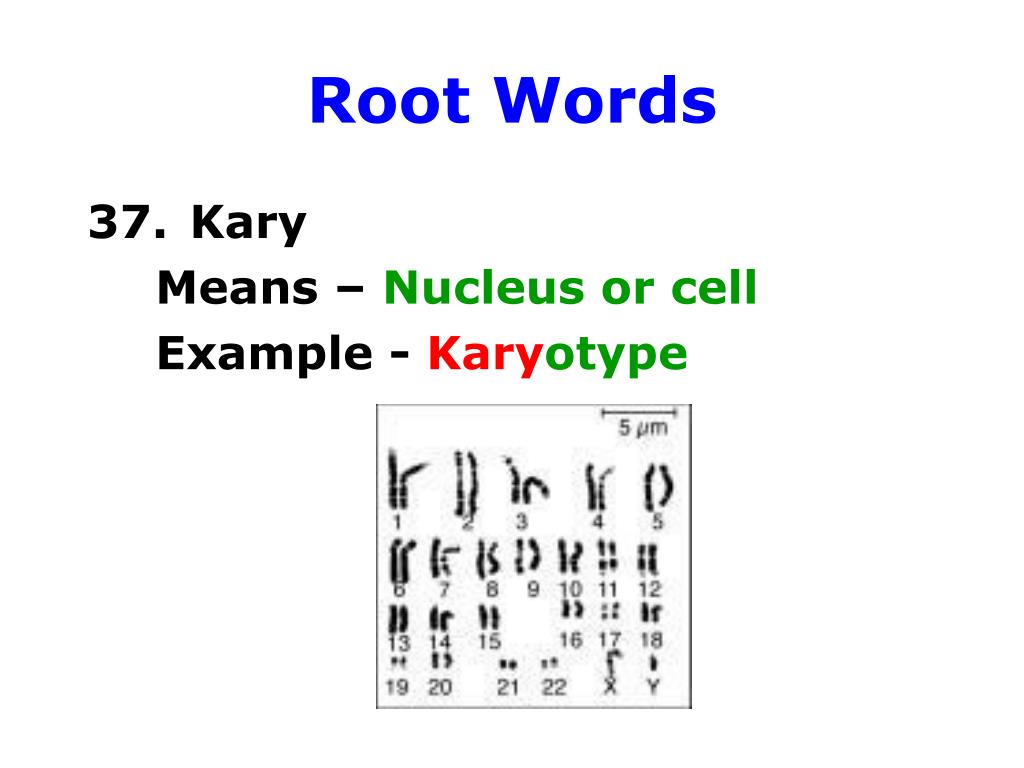 PPT Zoology prefixes, root words, and suffixes PowerPoint