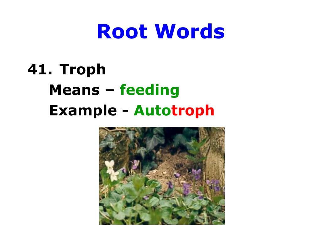 PPT Zoology prefixes, root words, and suffixes PowerPoint