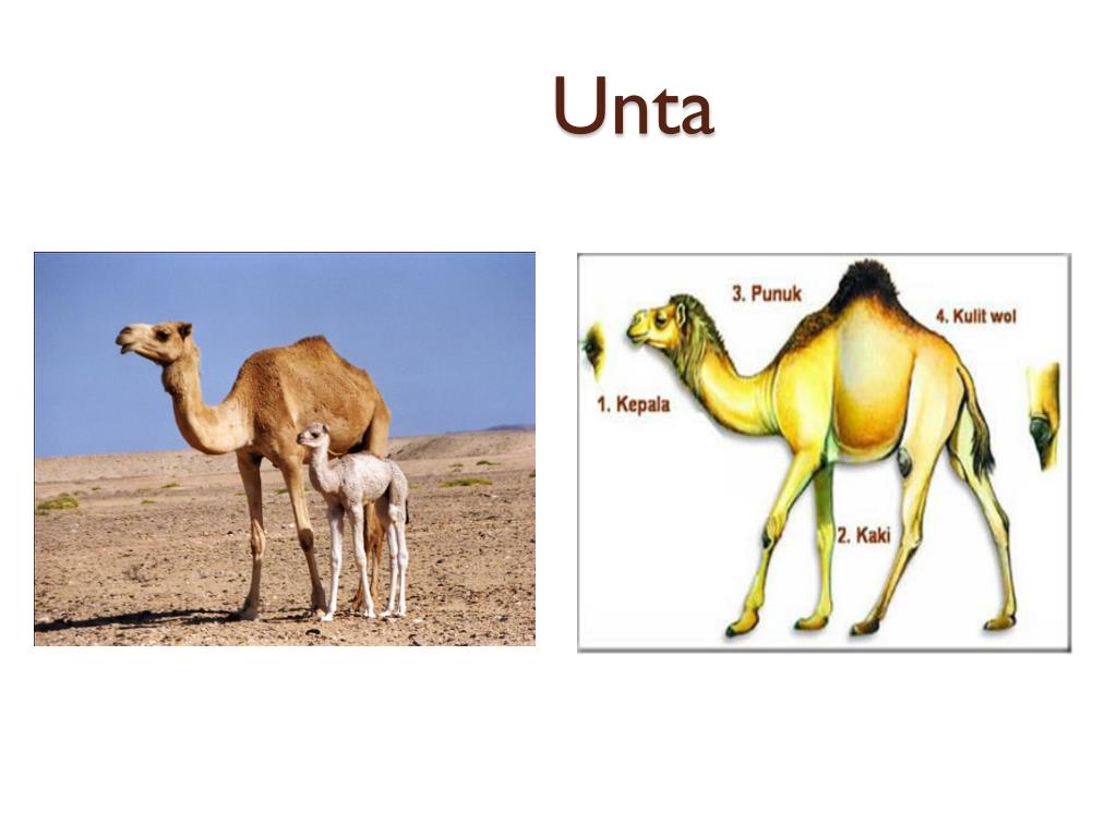 PPT Ciriciri Khusus hewan PowerPoint Presentation, free download