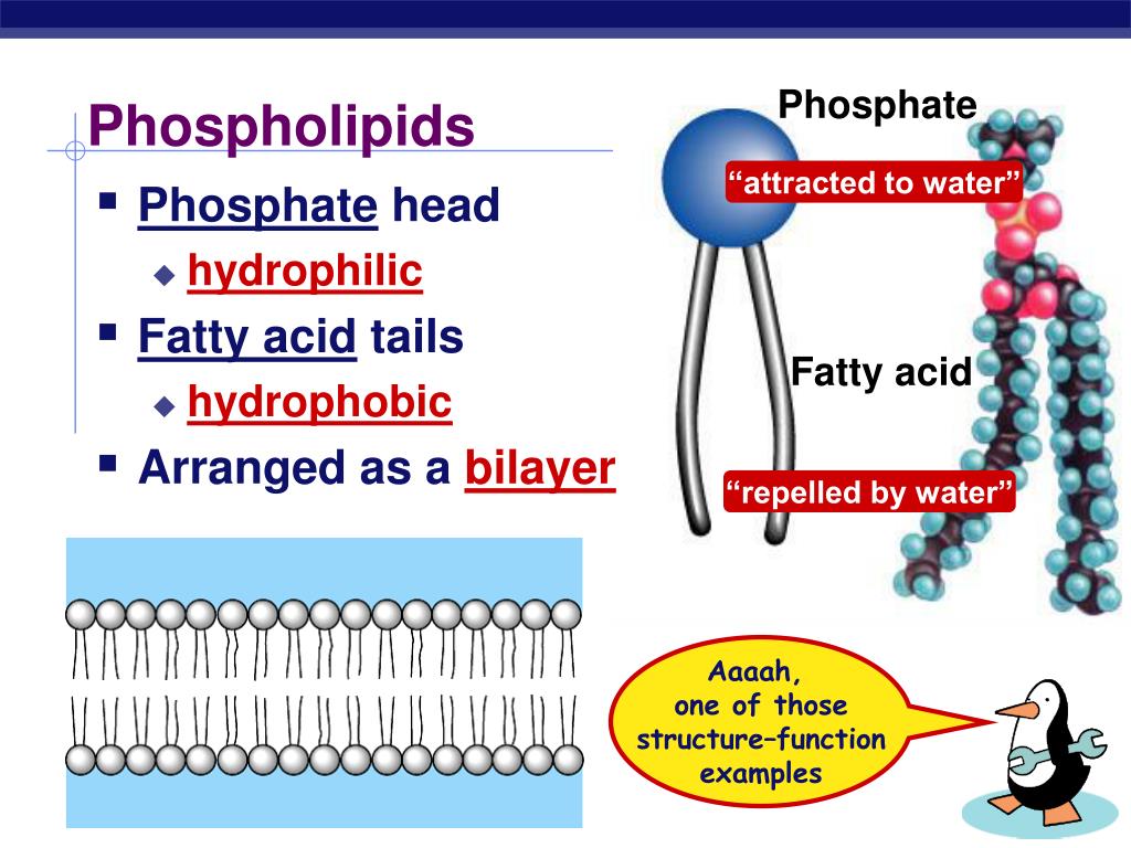 PPT The Cell Membrane AP Biology PowerPoint Presentation, free