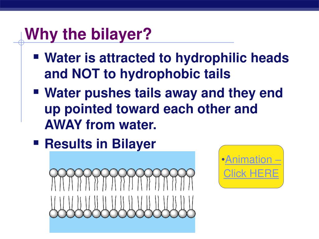 PPT The Cell Membrane AP Biology PowerPoint Presentation, free