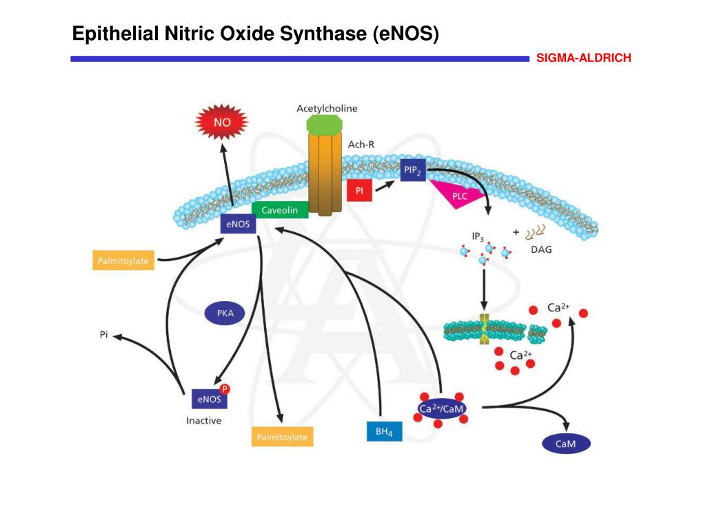 PPT Epithelial Nitric Oxide Synthase (eNOS) PowerPoint Presentation