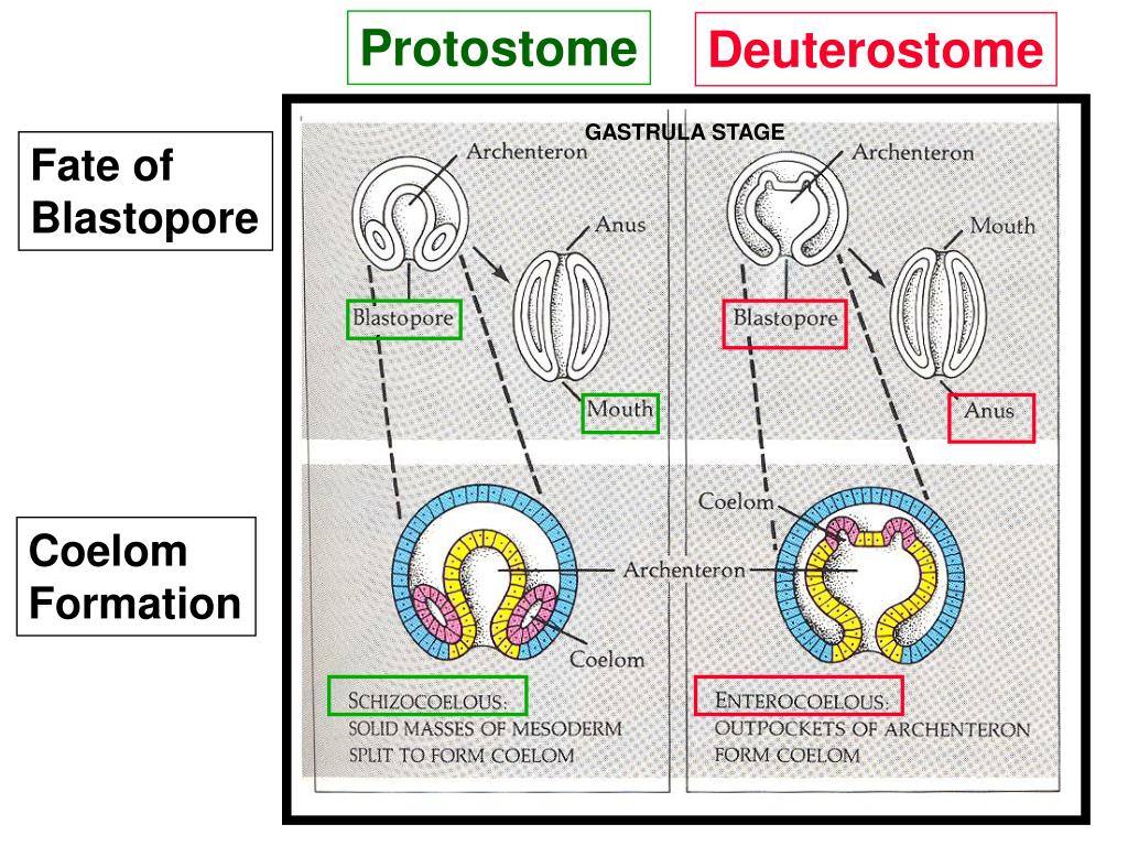 Protostomes blastopore cowboygerty