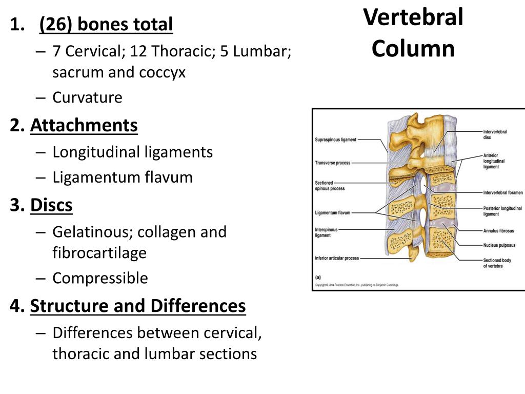 PPT Skeletal System Overview PowerPoint Presentation, free download