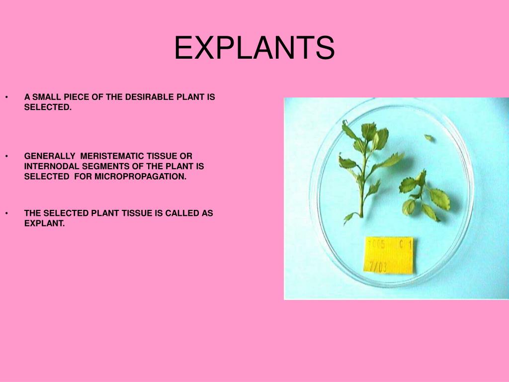 PPT PLANT TISSUE CULTURE PowerPoint Presentation, free