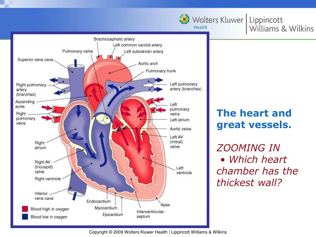 PPT Memmler’s The Human Body in Health and Disease 11 th edition
