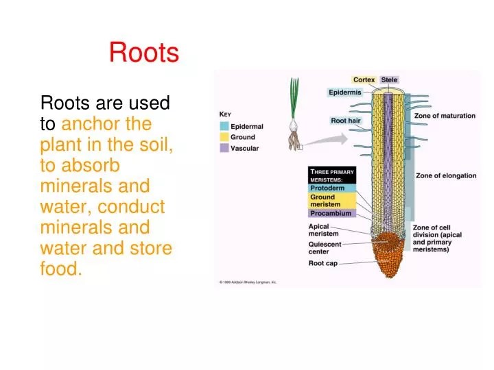 PPT Roots PowerPoint Presentation, free download ID4007333