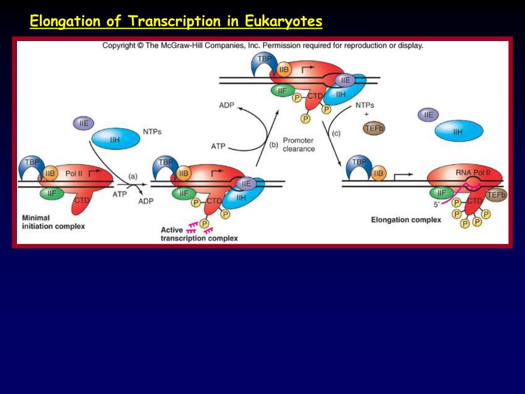 PPT - Transcription in Eukaryotes PowerPoint Presentation, free