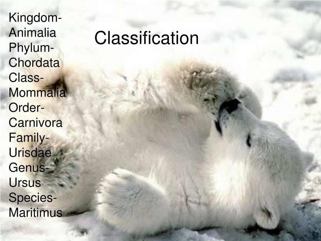 PPT Polar Bears PowerPoint Presentation, free download ID4011569