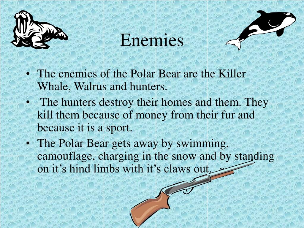 PPT Polar Bear PowerPoint Presentation, free download ID4011593