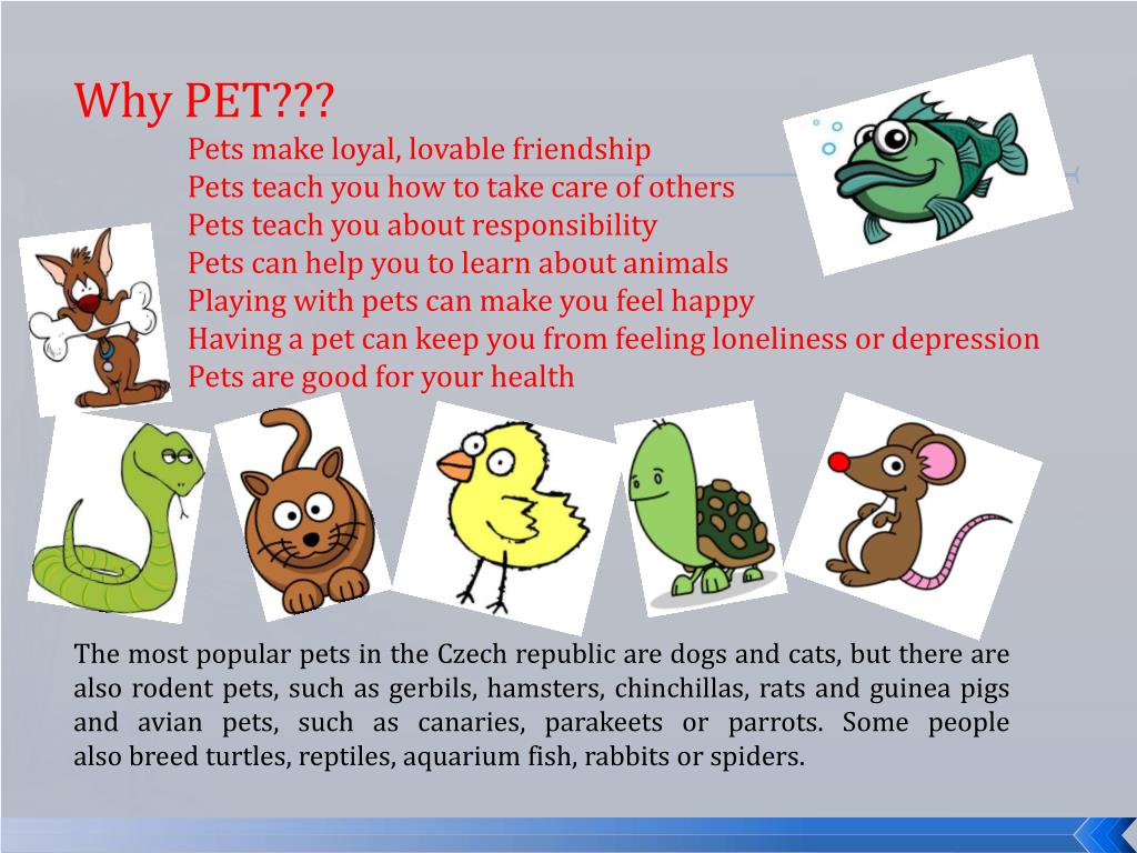 PPT Our pets PowerPoint Presentation, free download ID4016993
