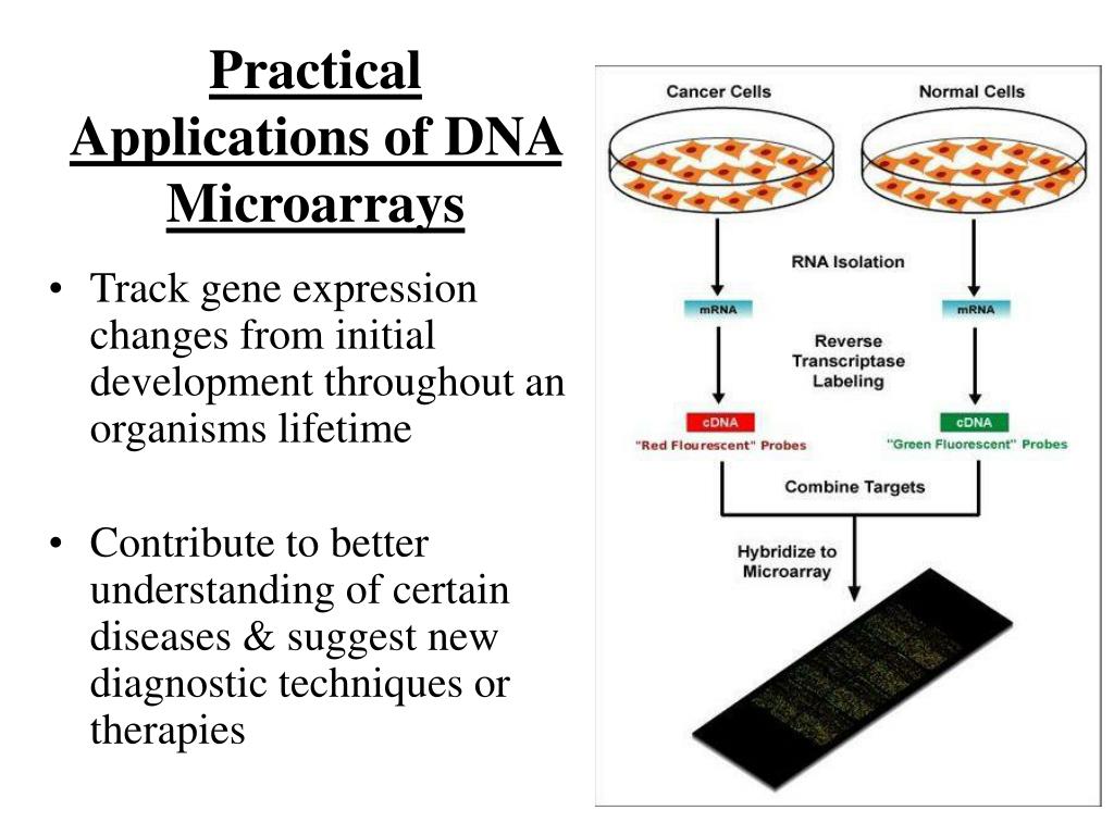 PPT DNA Microarray Assays PowerPoint Presentation, free download ID