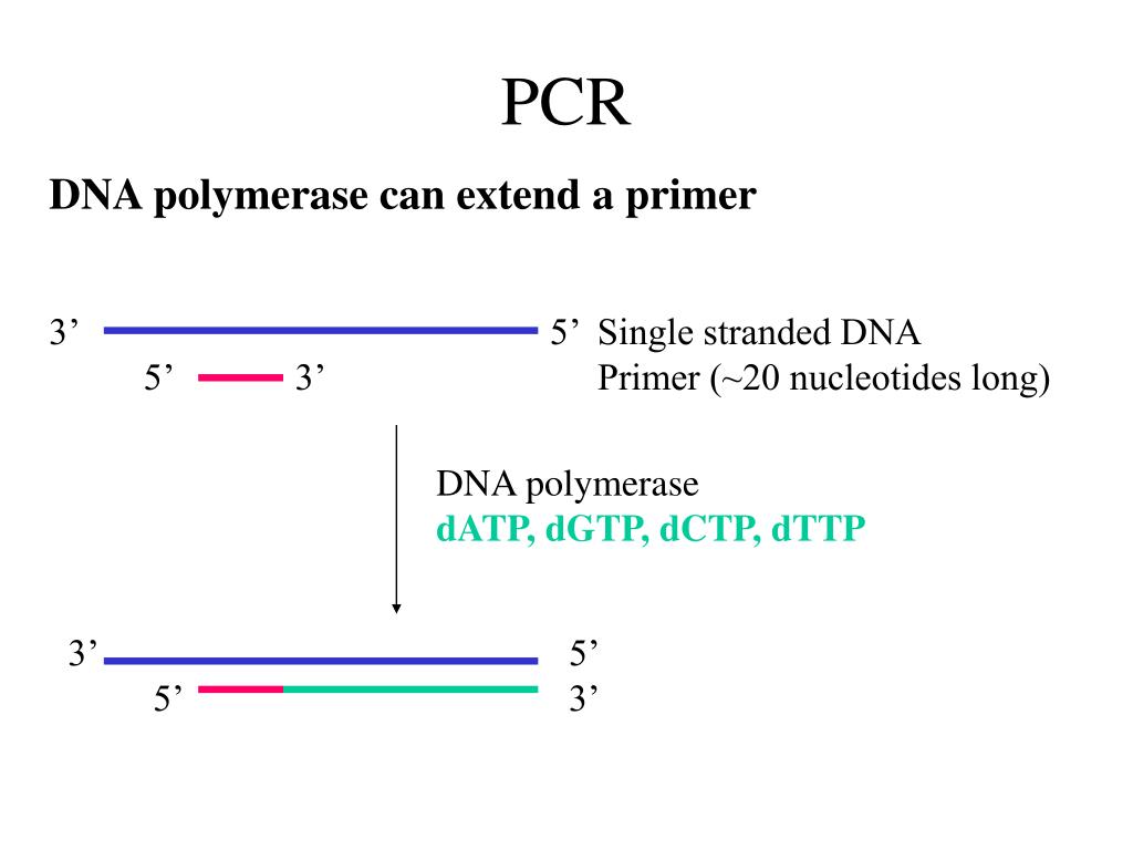 PPT Diagnosis of Down syndrome by FISH PowerPoint Presentation, free