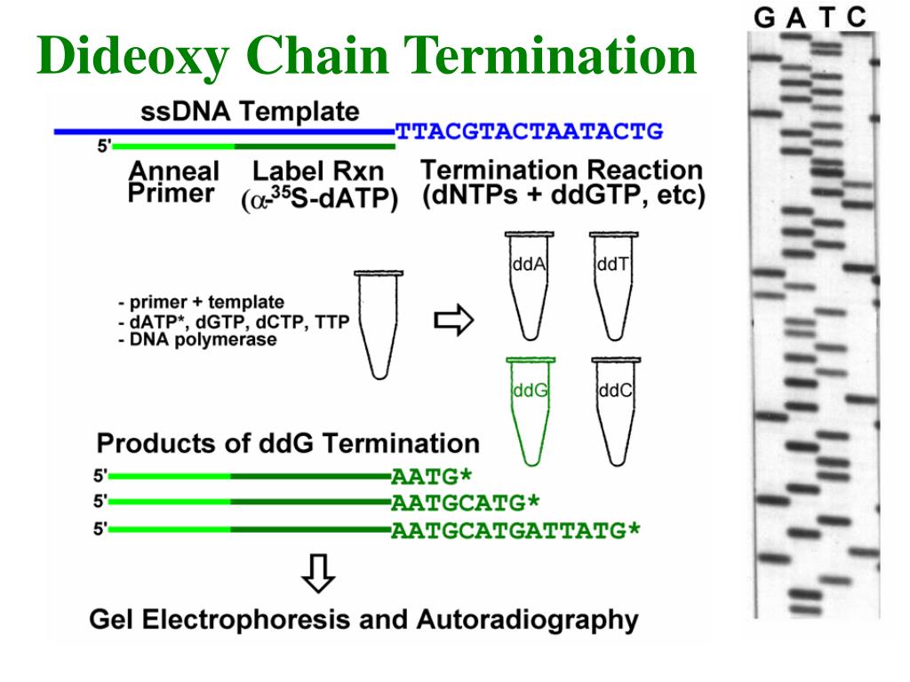 PPT DNA Sequencing PowerPoint Presentation, free download ID4023393