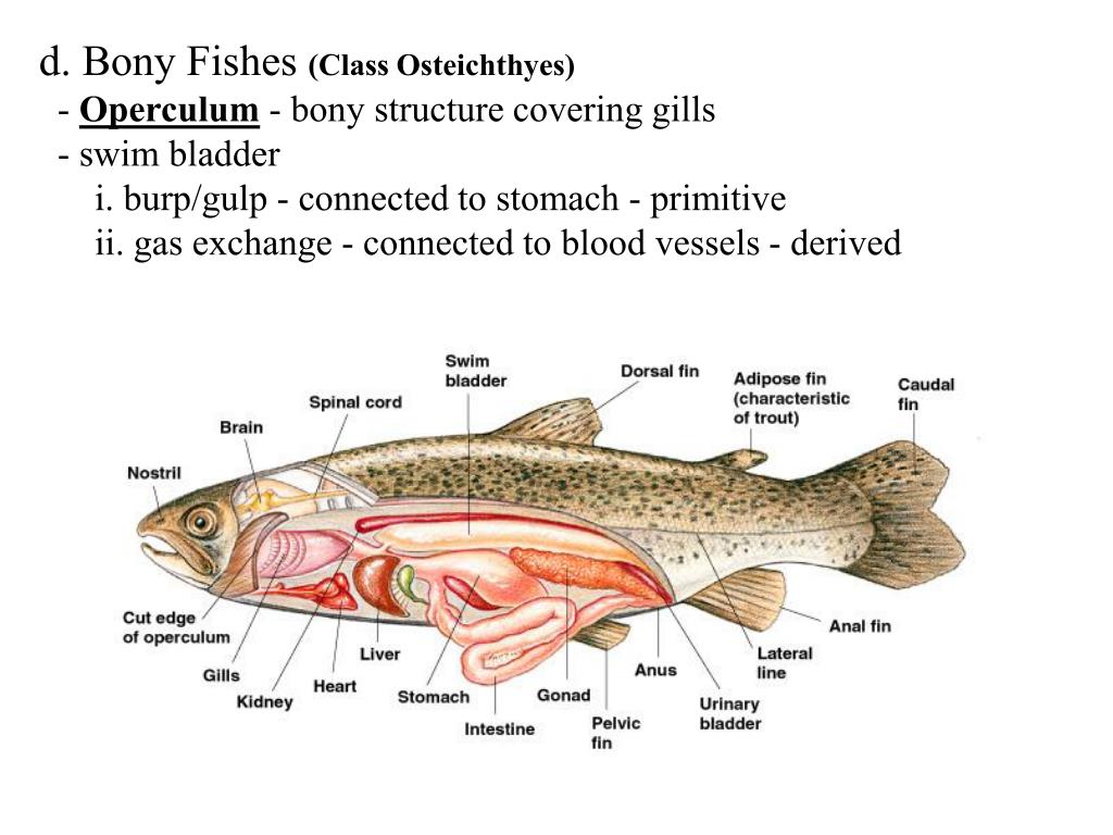 PPT Chordates (Phylum Chordata) Tunicates/Sea squirts (Urochordata