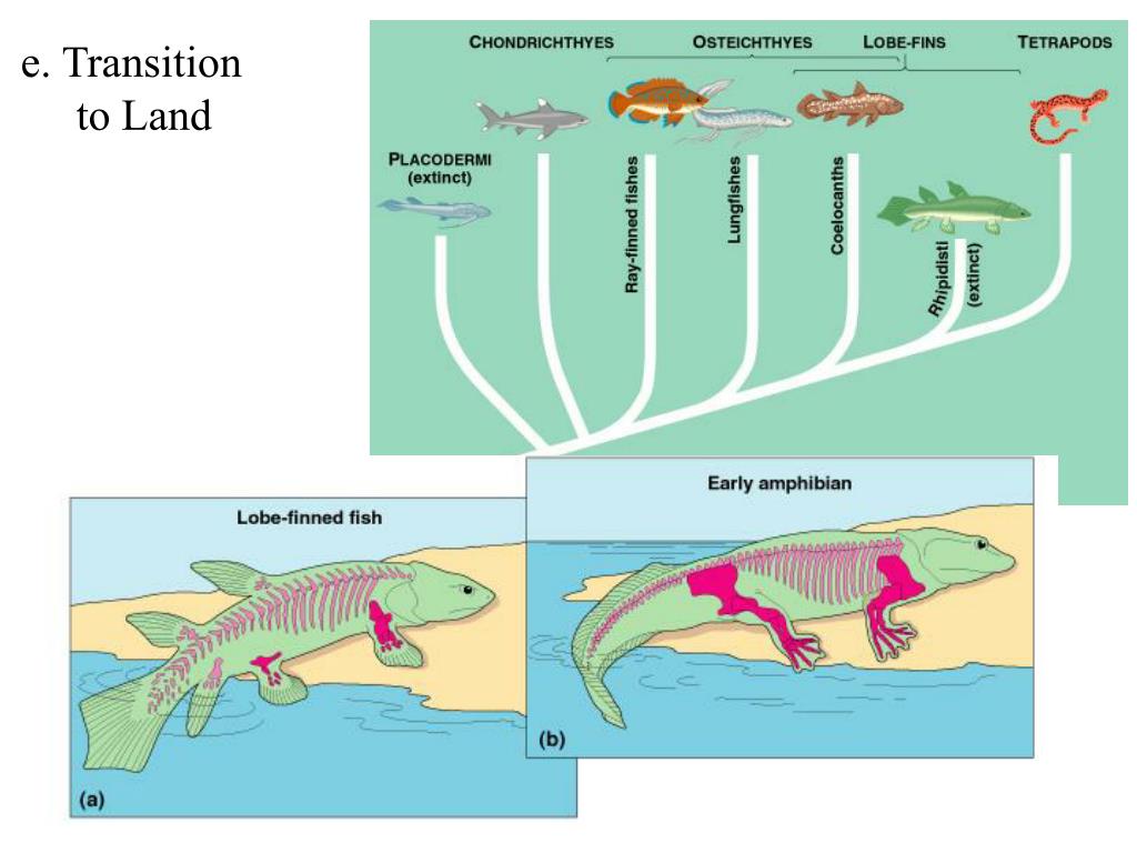 PPT Chordates (Phylum Chordata) Tunicates/Sea squirts (Urochordata