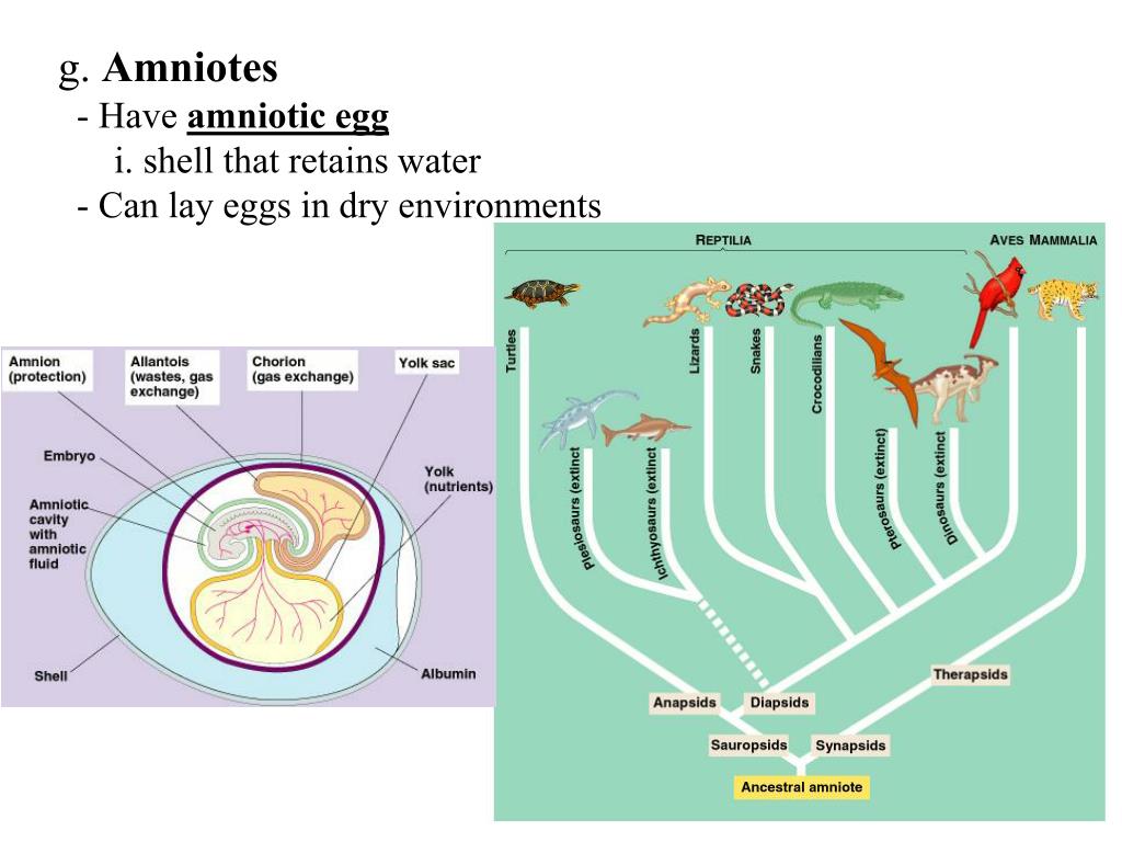 PPT Chordates (Phylum Chordata) Tunicates/Sea squirts (Urochordata