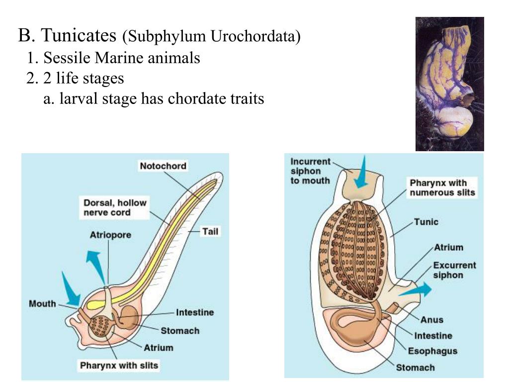 PPT Chordates (Phylum Chordata) Tunicates/Sea squirts (Urochordata