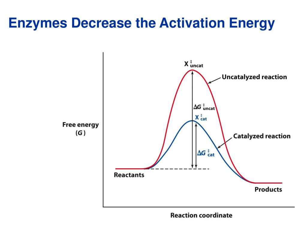 PPT Enzyme Rate Enhancement PowerPoint Presentation, free download