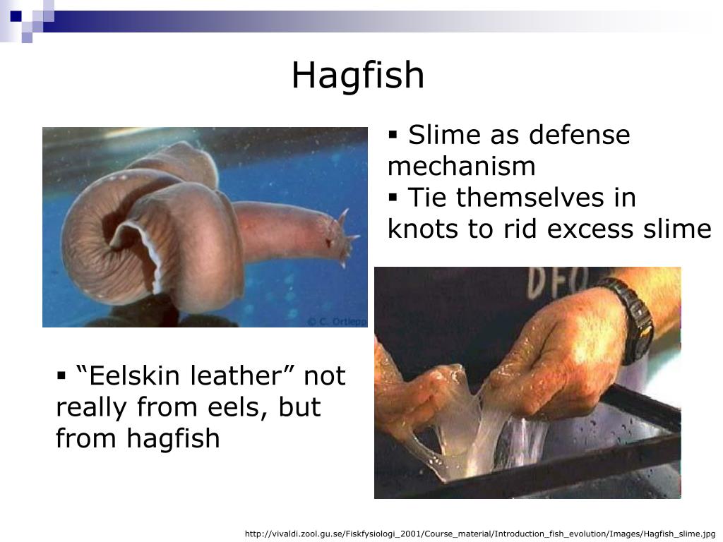 PPT Marine Vertebrates Fishes (Part 1) PowerPoint Presentation, free
