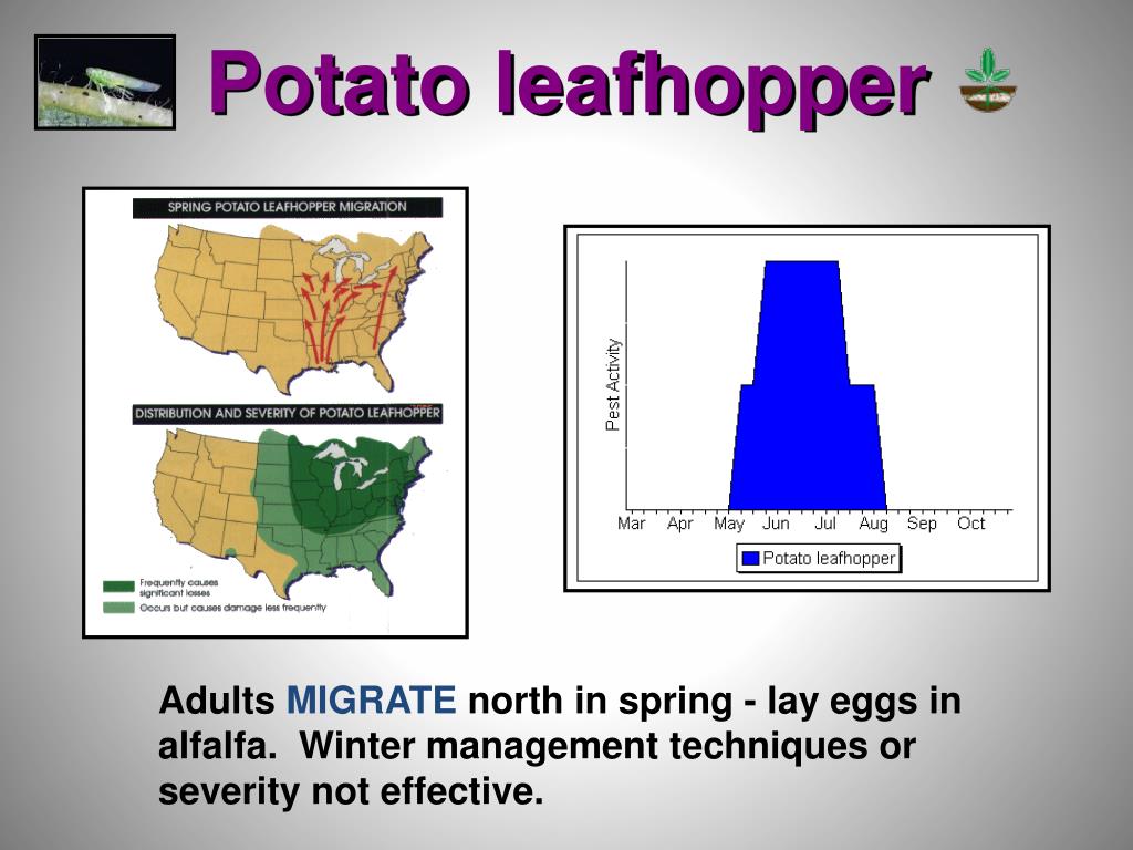 PPT Basic Insect Management Field Crops Doug Johnson PowerPoint