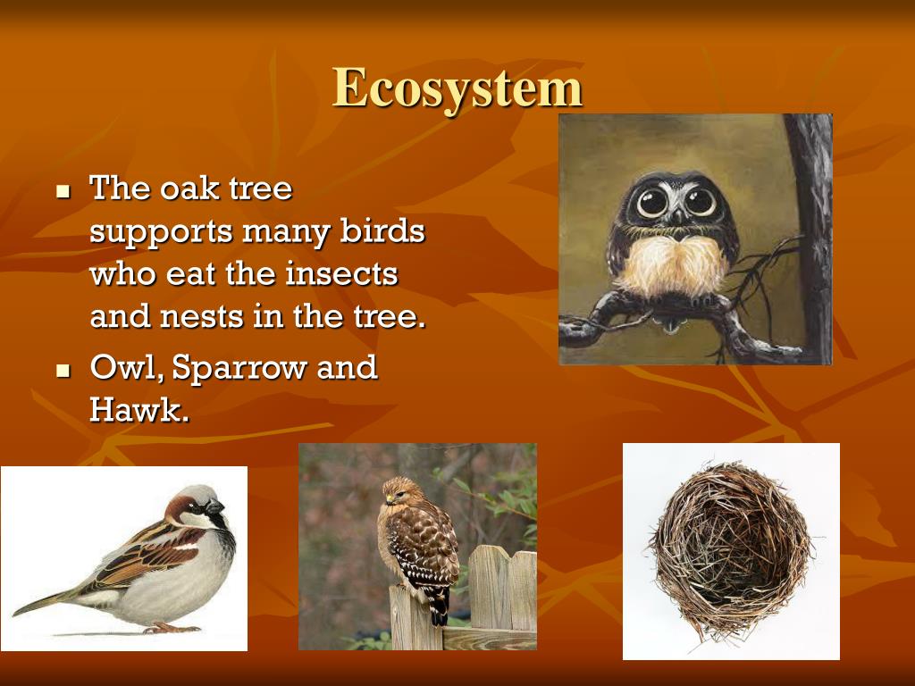 PPT Oak Tree Ecosystem PowerPoint Presentation, free download ID4045274