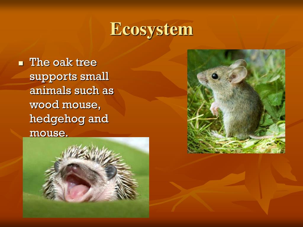 PPT Oak Tree Ecosystem PowerPoint Presentation, free download ID4045274