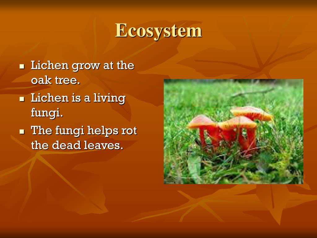 PPT Oak Tree Ecosystem PowerPoint Presentation, free download ID4045274