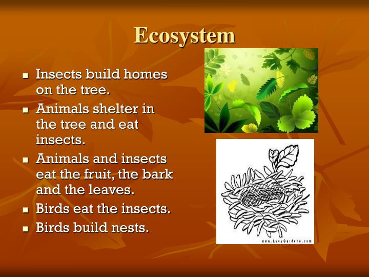 PPT Oak Tree Ecosystem PowerPoint Presentation ID4045274